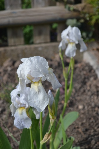  243-iris-albicans.jpg 