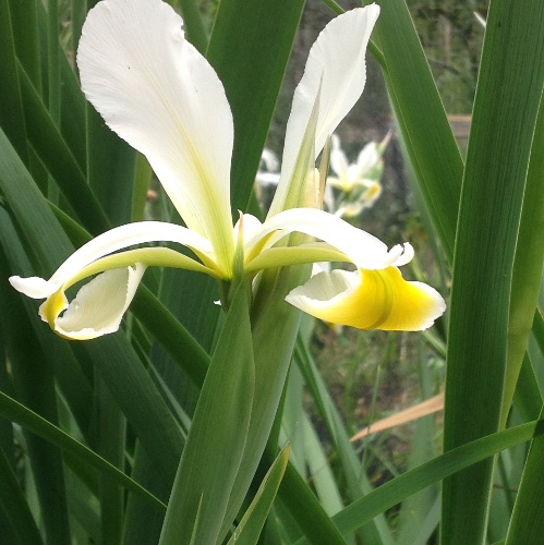  260-iris-orientalis.jpg 