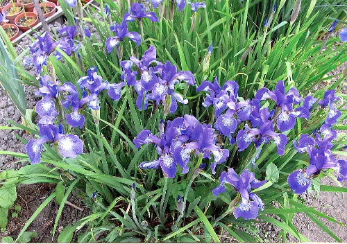  303-siberian-iris-seedling-(1).jpg 