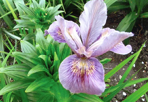  314-iris-douglasiana-seedling.jpg 