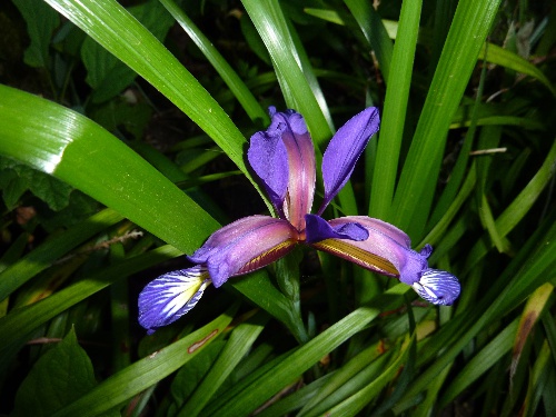  355-iris-gramineus-pseudocyperus.jpg 