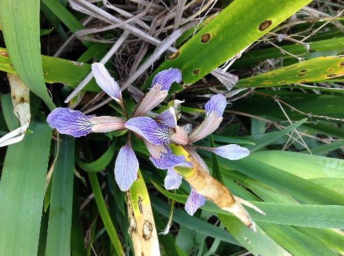  372-iris-foetidissima.jpg 