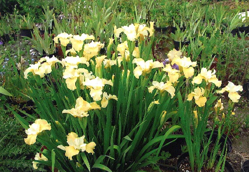 377-siberian-iris-seedling-(2).jpg 