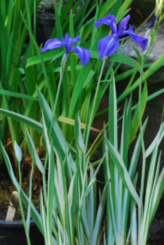  383-iris-laevigata-'variegata'.jpg 