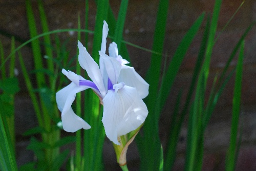  385-iris-laevigata-'rowden-starlight'.jpg 