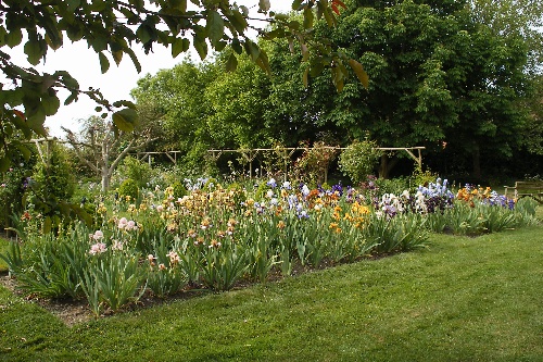  390-irises-&-rose-garden.jpg 