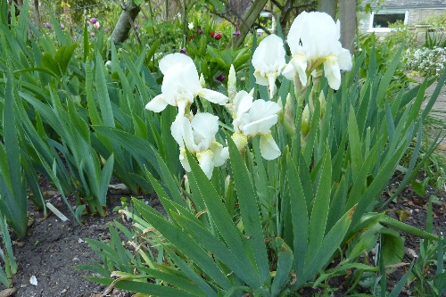  401-iris-albicans.jpg 