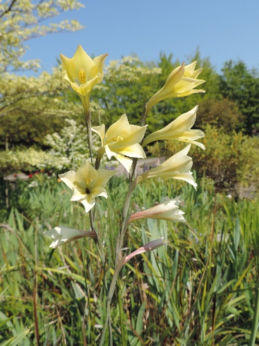  435-gladiolus-tristis.jpg 