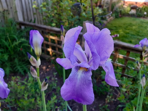 437-iris-pallida.jpg 