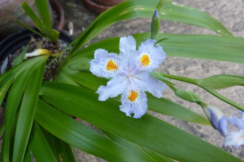  496-iris-japonica-'rudolph-spring'.jpg 